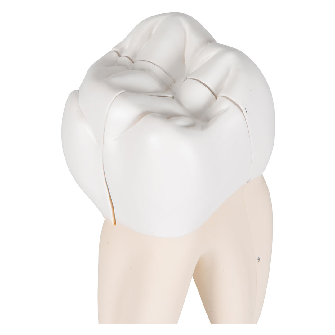 3B SCIENTIFIC Mahlzahn, oben, dreiwurzelig, 3-teilig (D10/5)