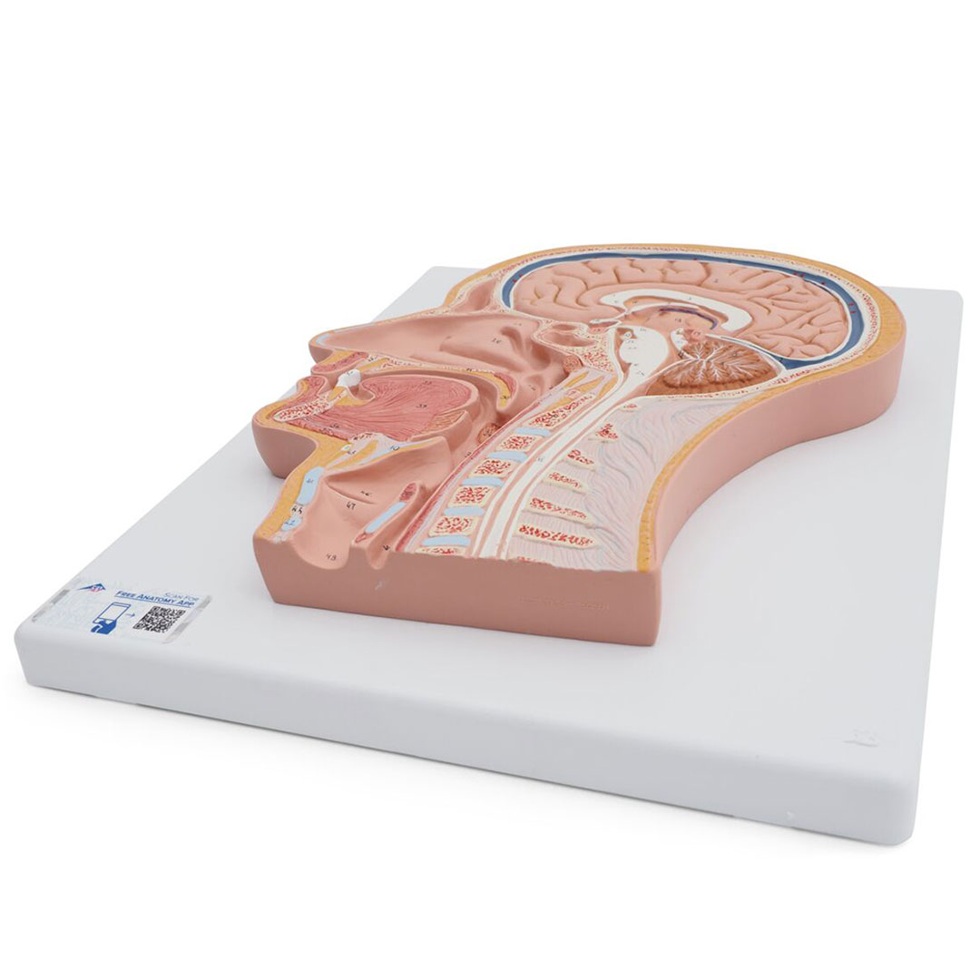 3B SCIENTIFIC Medianschnitt des Kopfes (C12)