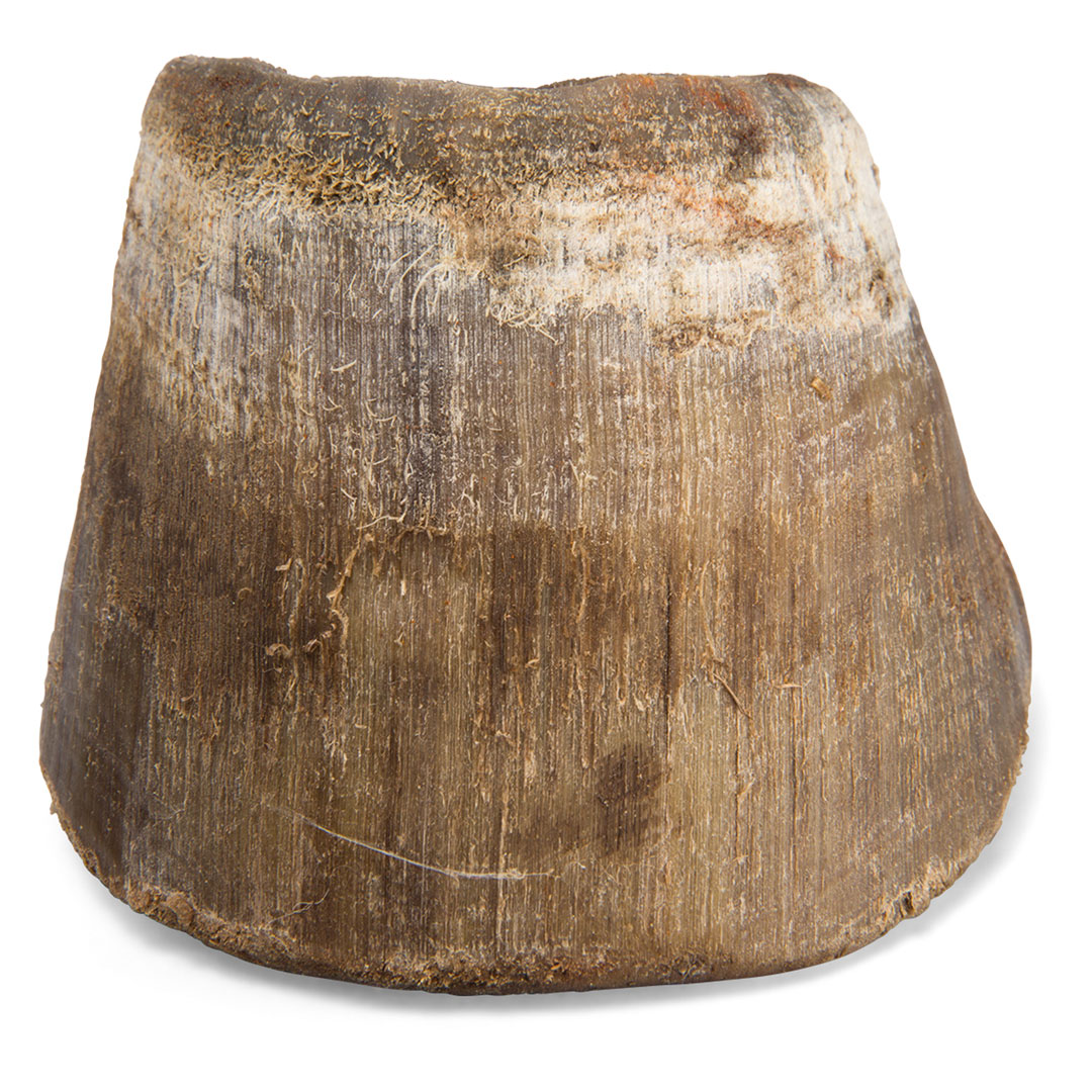 3B SCIENTIFIC Pferdefuss, Knochenpräparat (T30023)