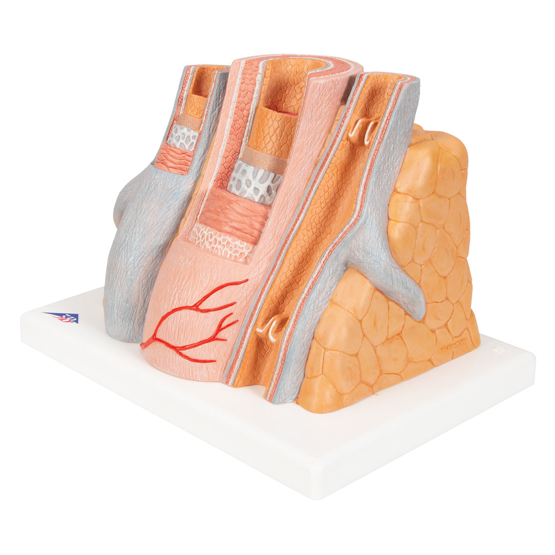 3B SCIENTIFIC Arterie und Vene (G42)