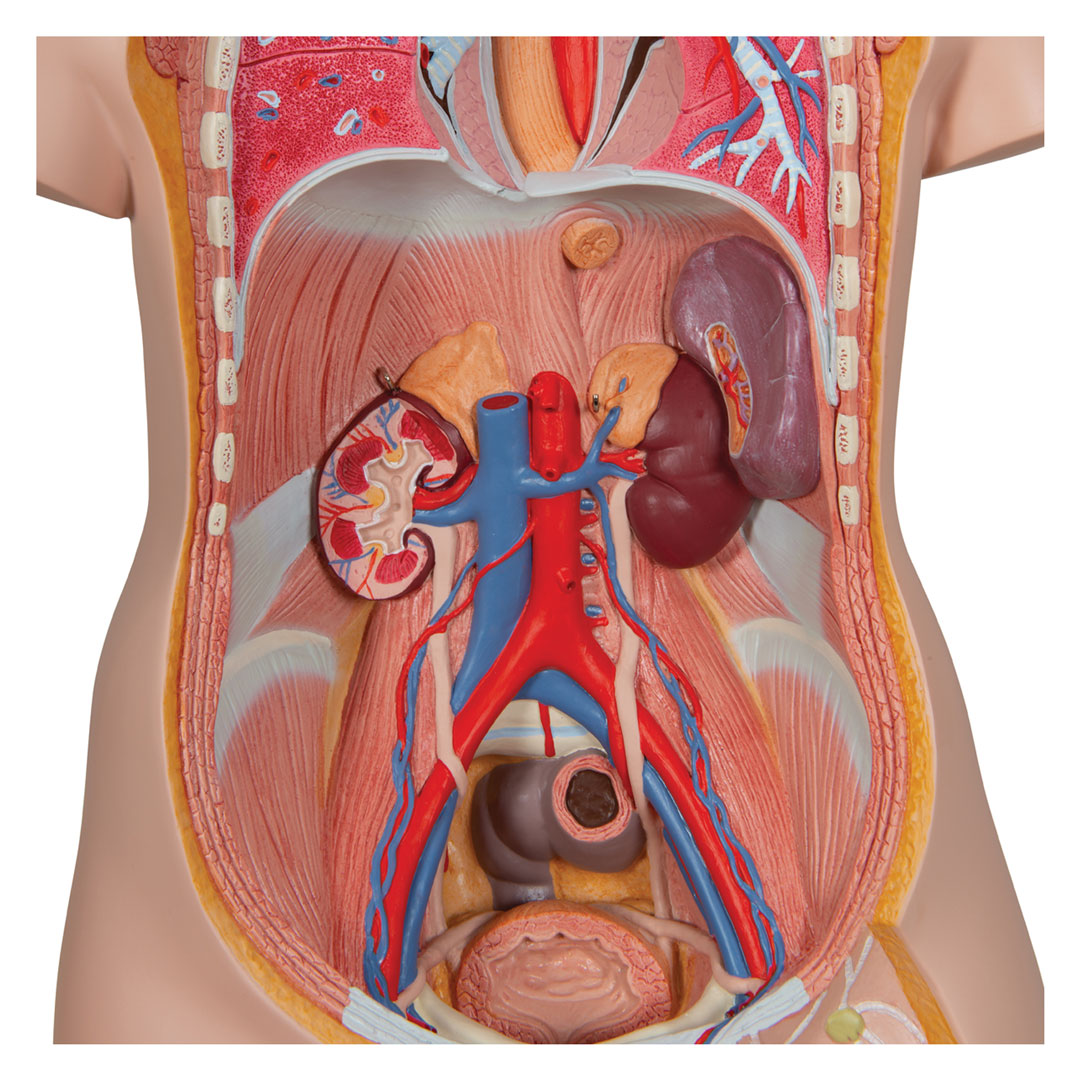 3B SCIENTIFIC Torso 16-teilig m.Kopf,geschlechtslos (B11)