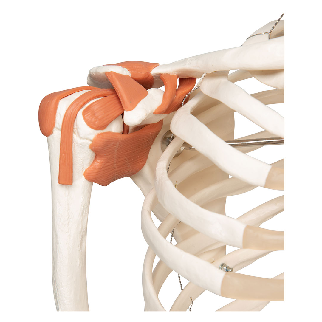 3B SCIENTIFIC Skelett Leo mit Gelenkbändern (A12) 3B SCIENTIFIC Skelett Leo mit Gelenkbändern (A12)