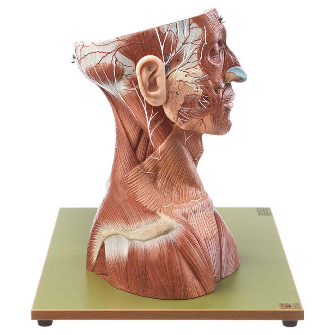 SOMSO® Kopf und Hals