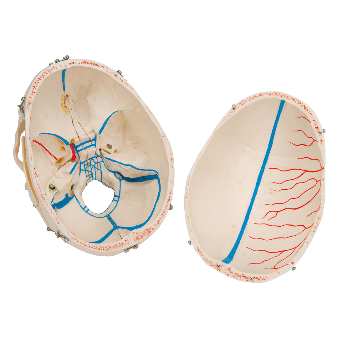 3B SCIENTIFIC Schädel, Demo, 10-teilig, Zähne herausn. (A27)