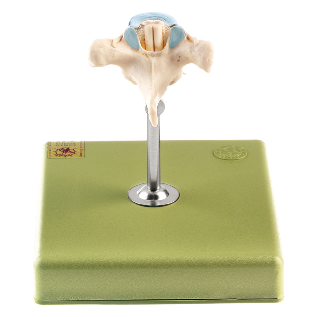 SOMSO® Brustwirbel (TH II) mit Rückenmark