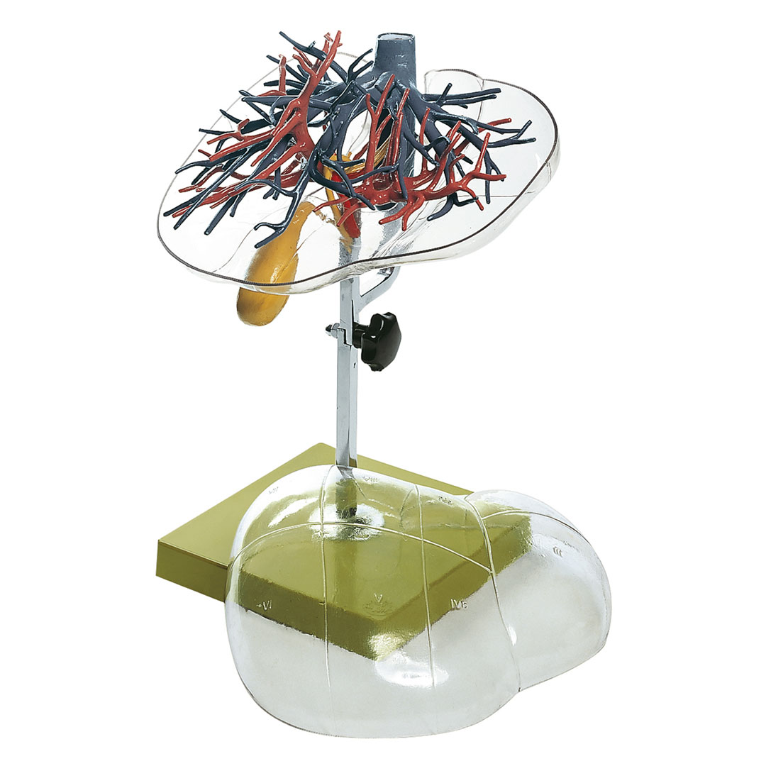 SOMSO® Chirurgische Segmenteinteilung der Leber*