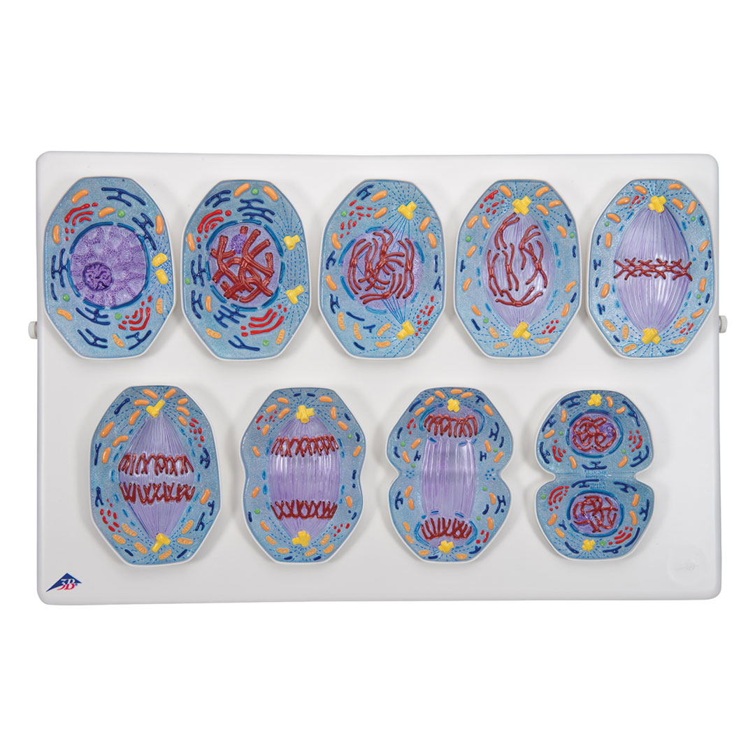 3B SCIENTIFIC Mitose, Modell (R01/1)