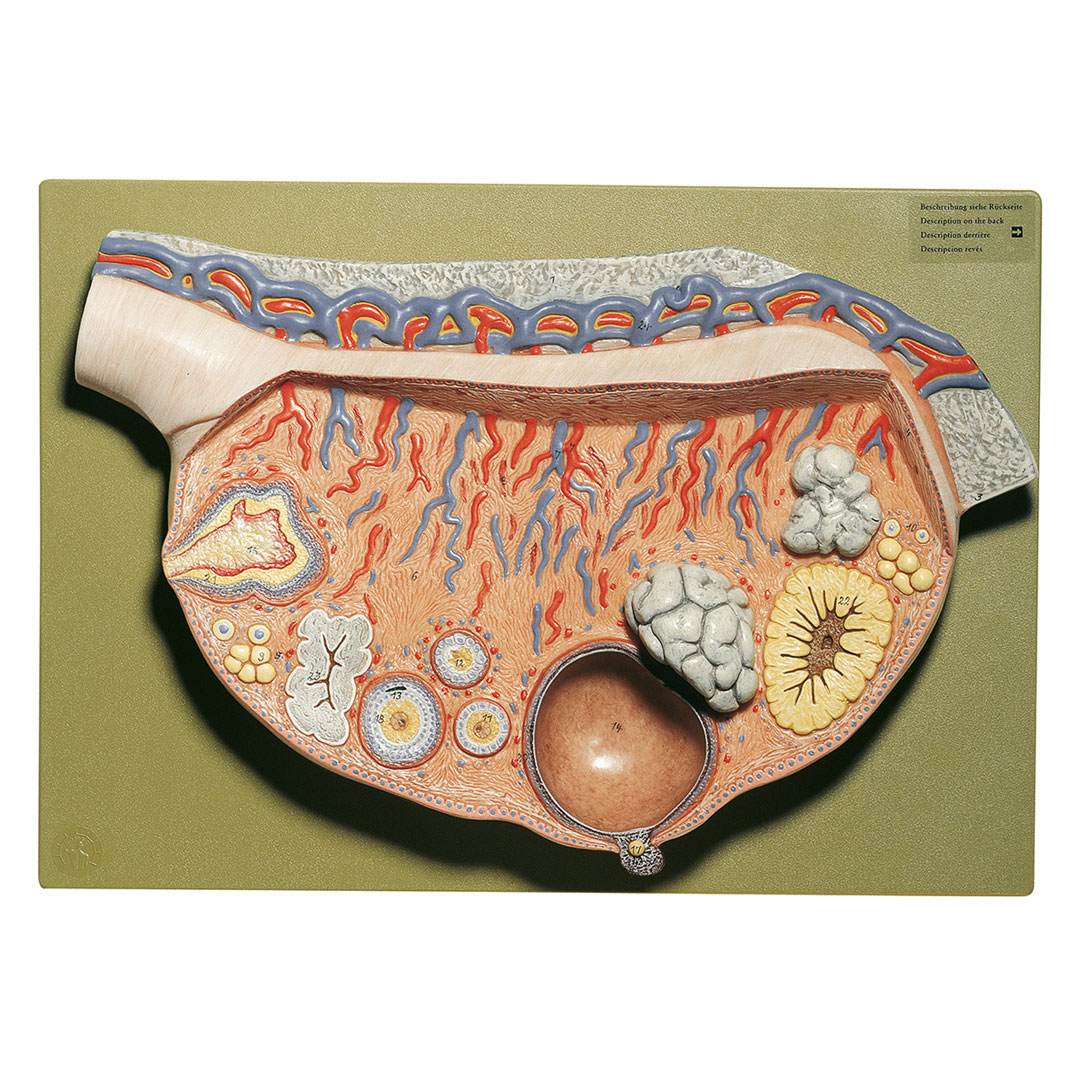 SOMSO® Eierstock, Reliefmodell