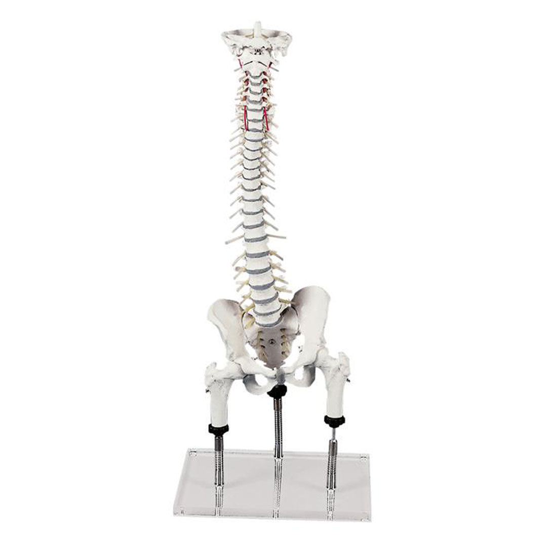 ERLER ZIMMER Wirbelsäule zur Demonstration von Fehlstellungen