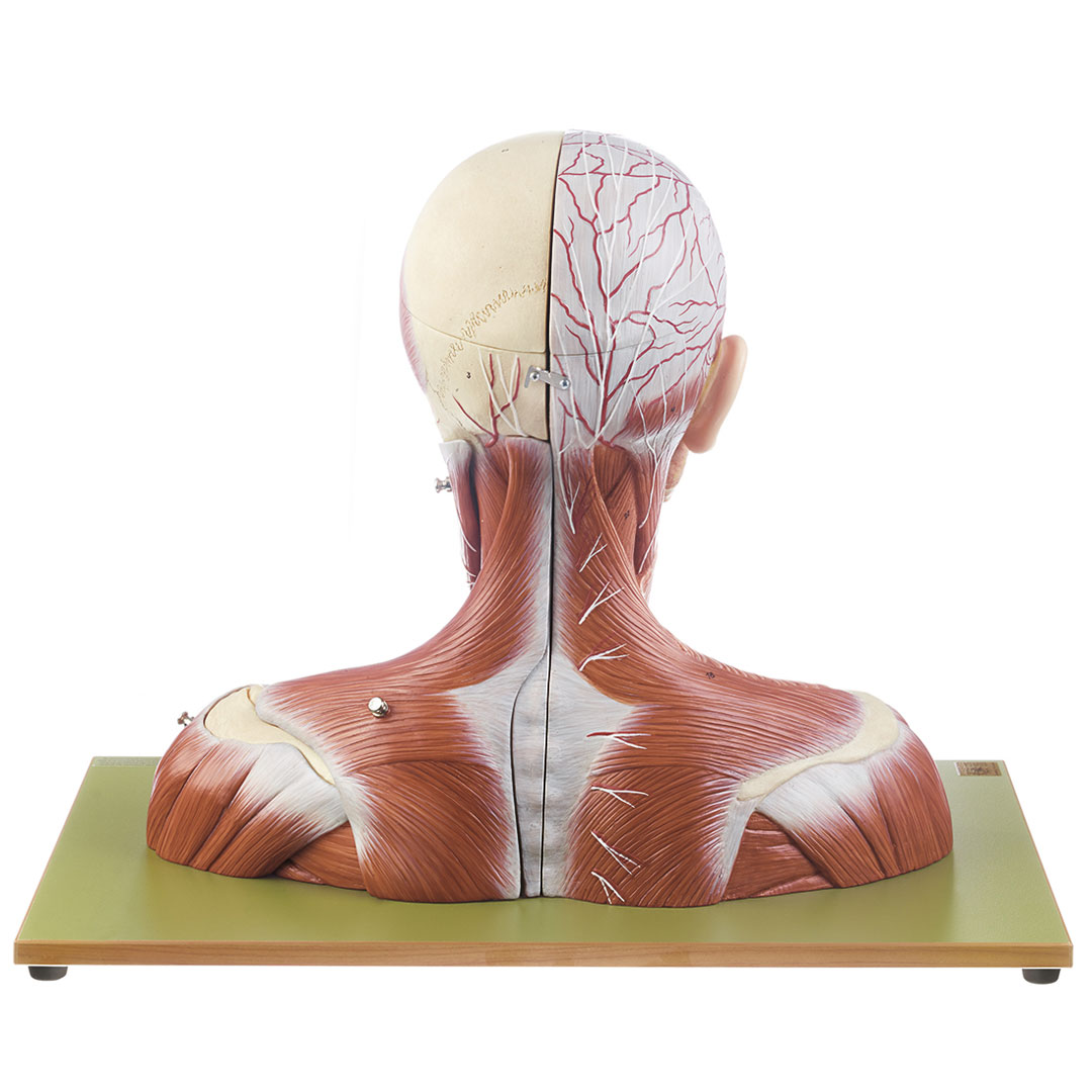 SOMSO® Kopf und Hals