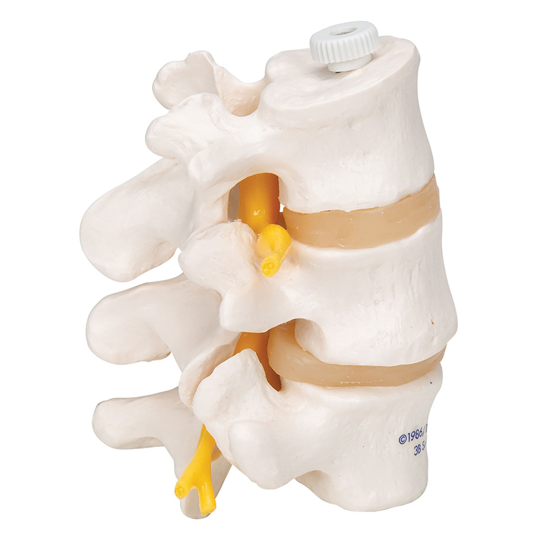 3B SCIENTIFIC 3 Lendenwirbel, elastisch mont. (A76/8)