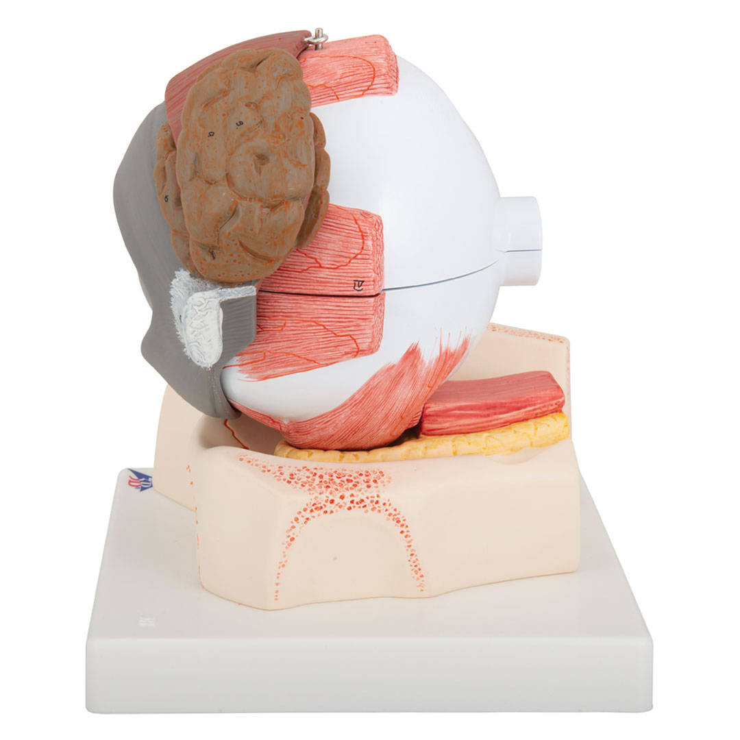 3B SCIENTIFIC Auge mit Lid, 8-tlg. (F12)