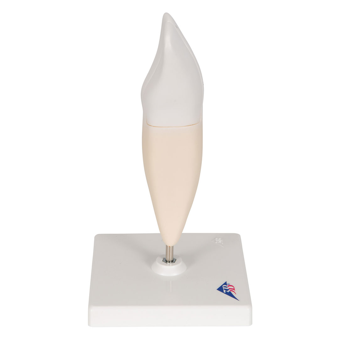 3B SCIENTIFIC Schneidezahn, unten (D10/1)