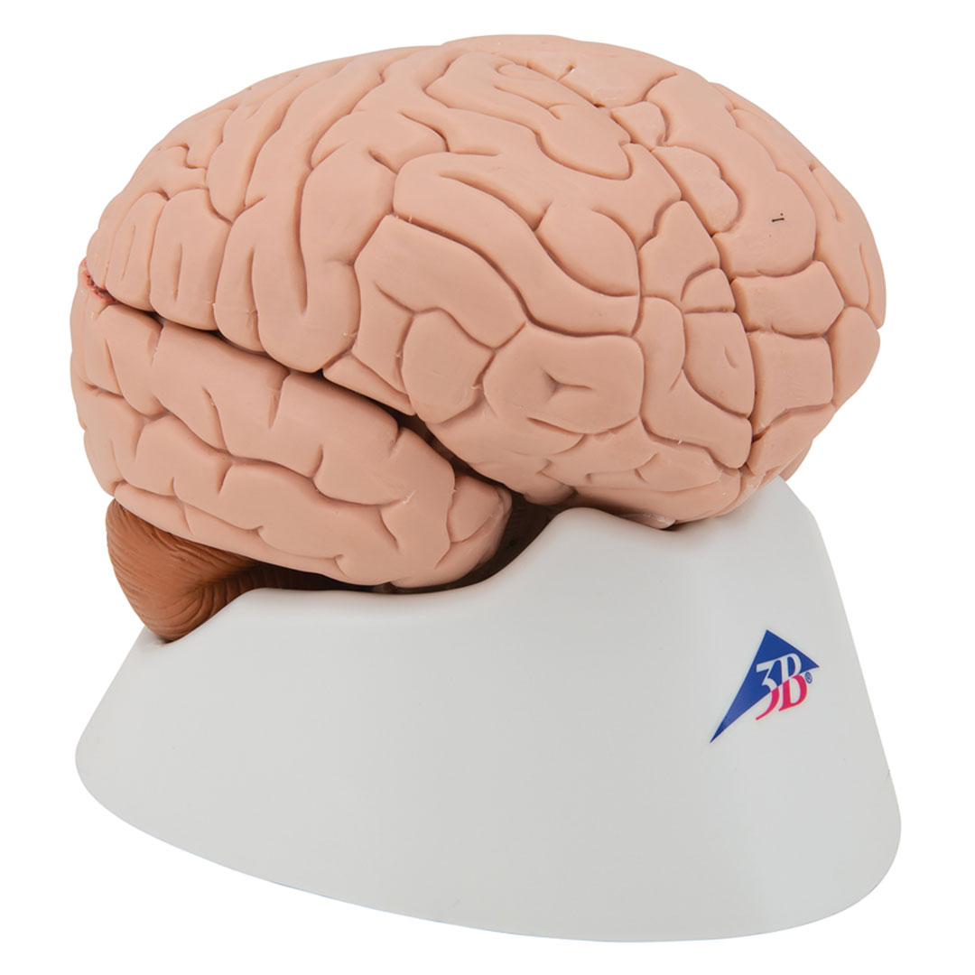 3B SCIENTIFIC Gehirn, 4-teilig (C16)