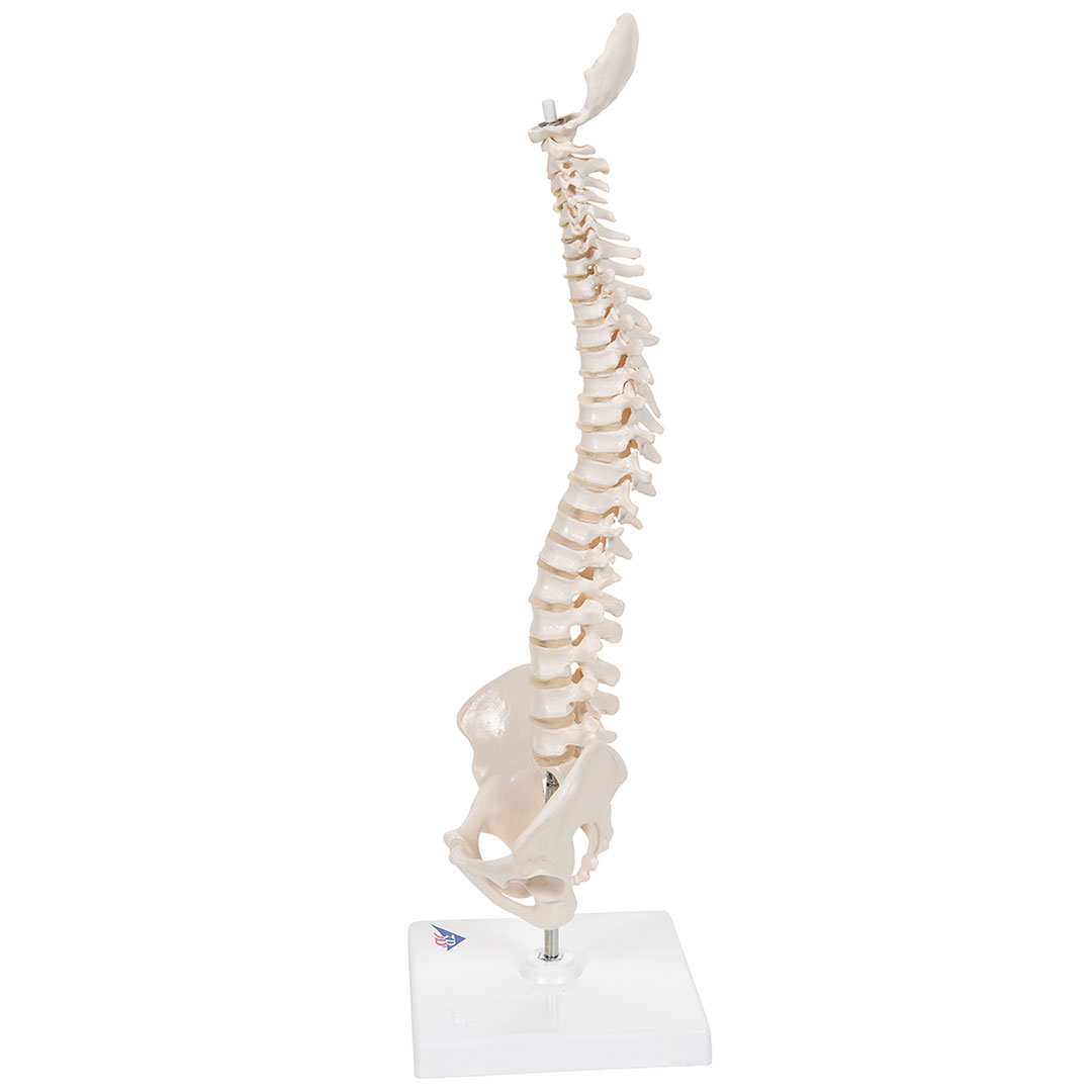 3B SCIENTIFIC Mini-Wirbelsäule auf Stativ (A18/21)