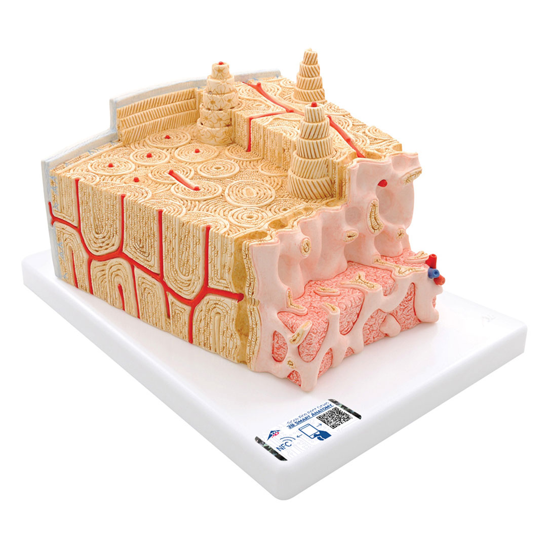 3B SCIENTIFIC Knochenstruktur (A79)