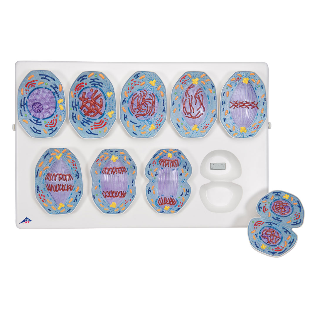 3B SCIENTIFIC Mitose, Modell (R01/1)