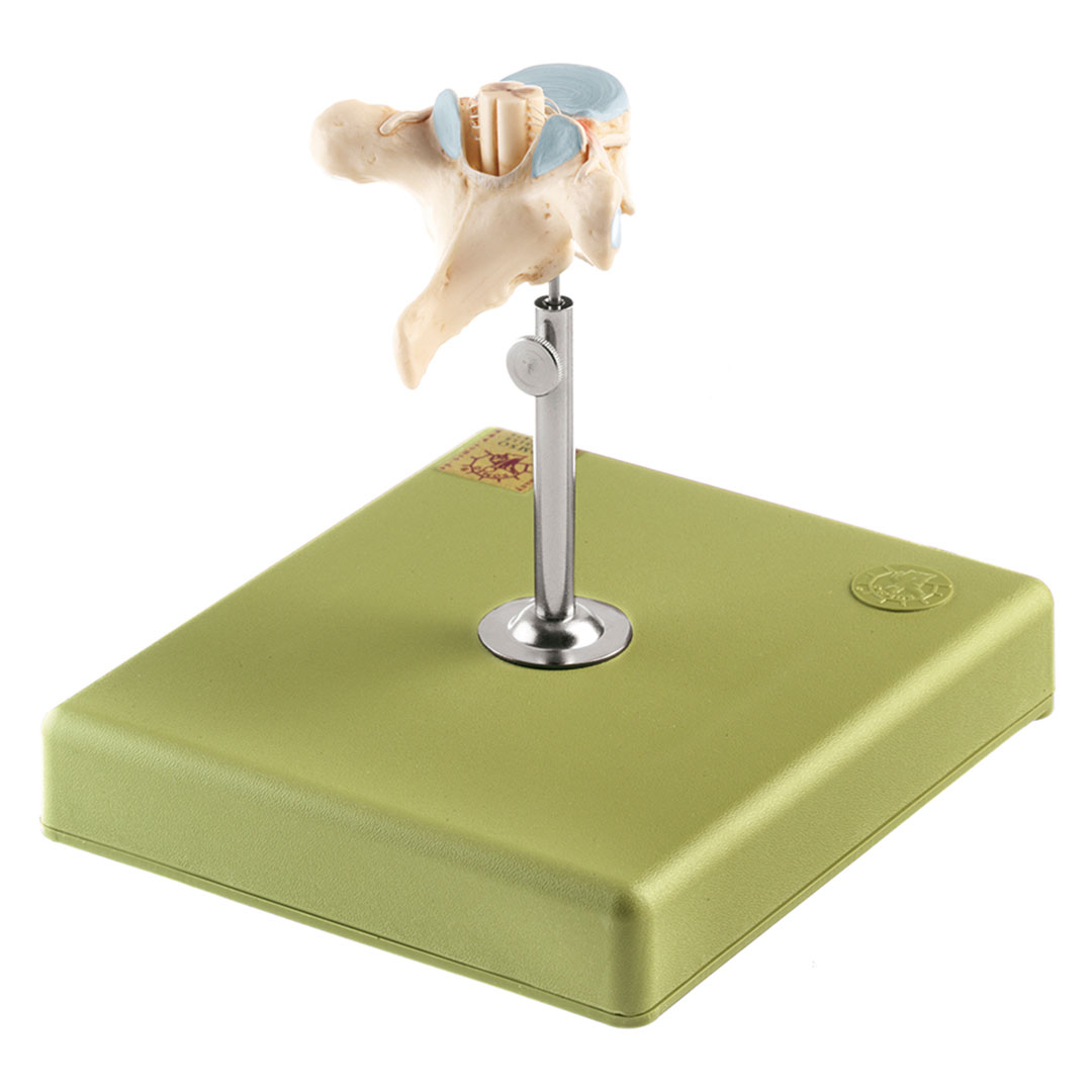 SOMSO® Brustwirbel (TH II) mit Rückenmark