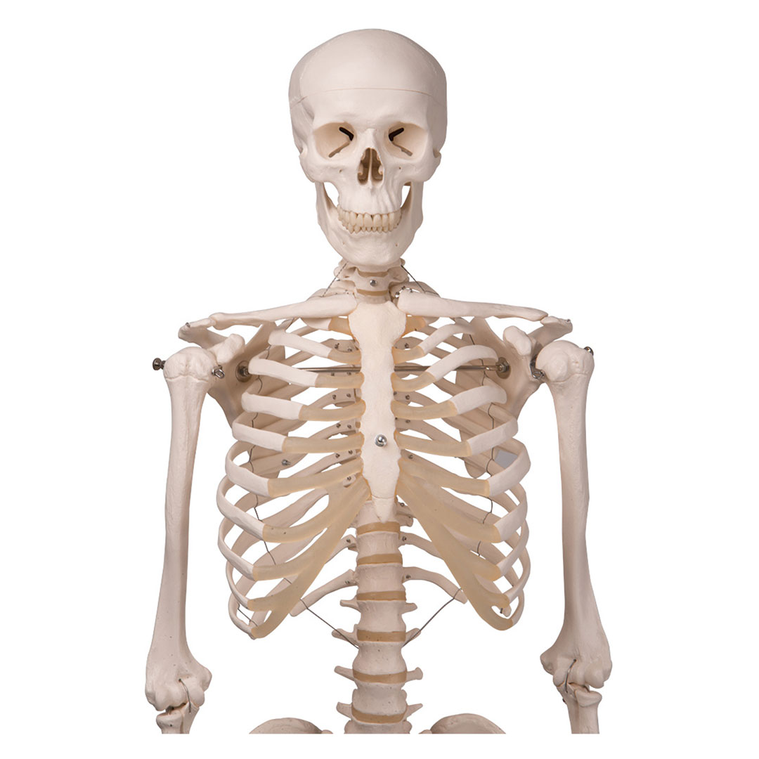3B SCIENTIFIC Skelett Stan auf Hängestativ (A10/1)