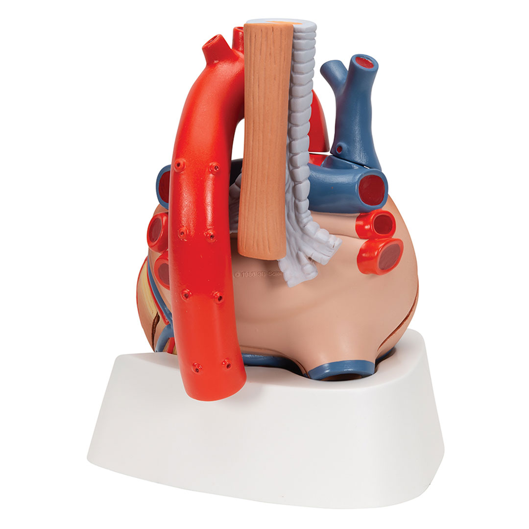3B SCIENTIFIC Herz, natürl. Grösse, 7-tlg. (VD253)