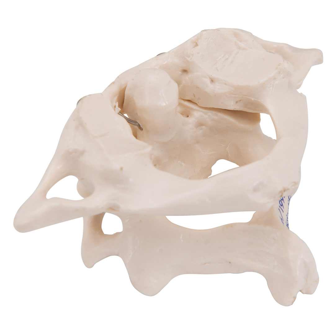 3B SCIENTIFIC Axisgelenk mit Atlas, ohne Sockel (A71)