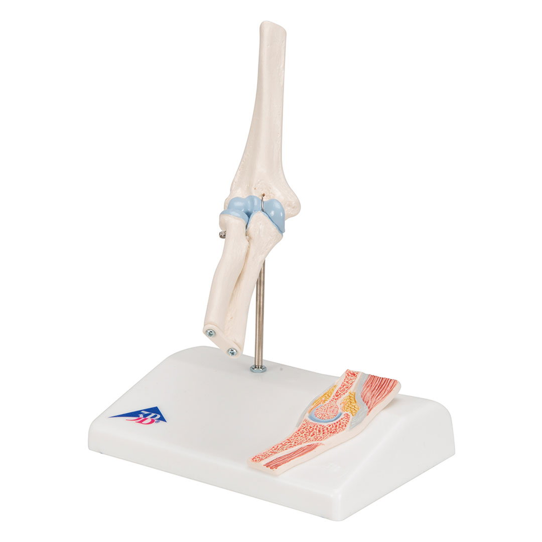 3B SCIENTIFIC Mini-Ellbogengelenk m.Querschnitt (A87/1)