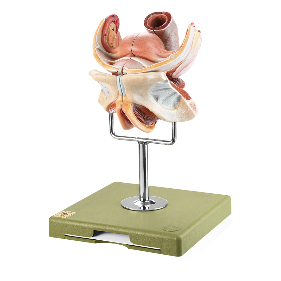 SOMSO® Weibl. Geschlechtsorgane