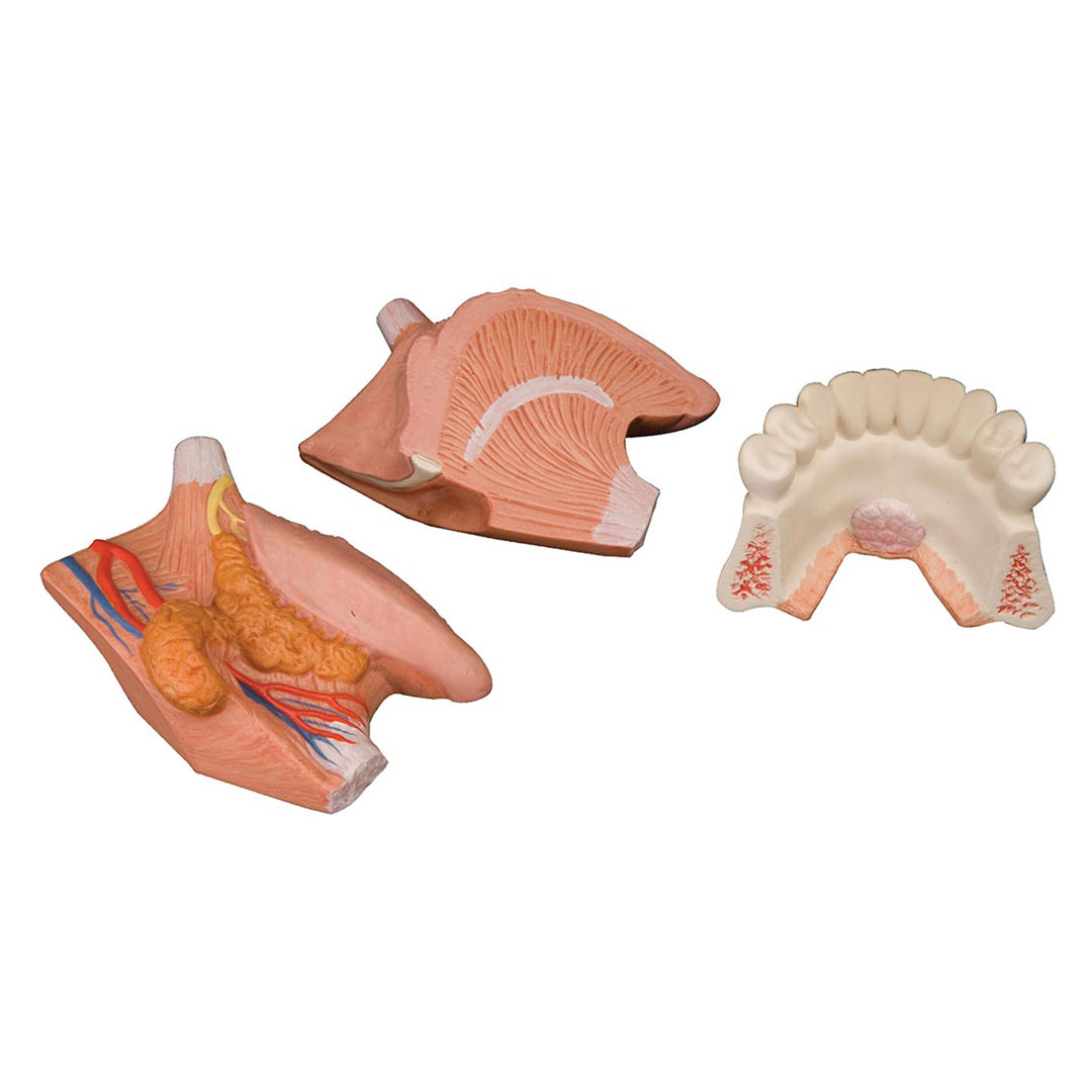 3B SCIENTIFIC Zungenmodell, 2,5fach, 4-teilig (T12010)