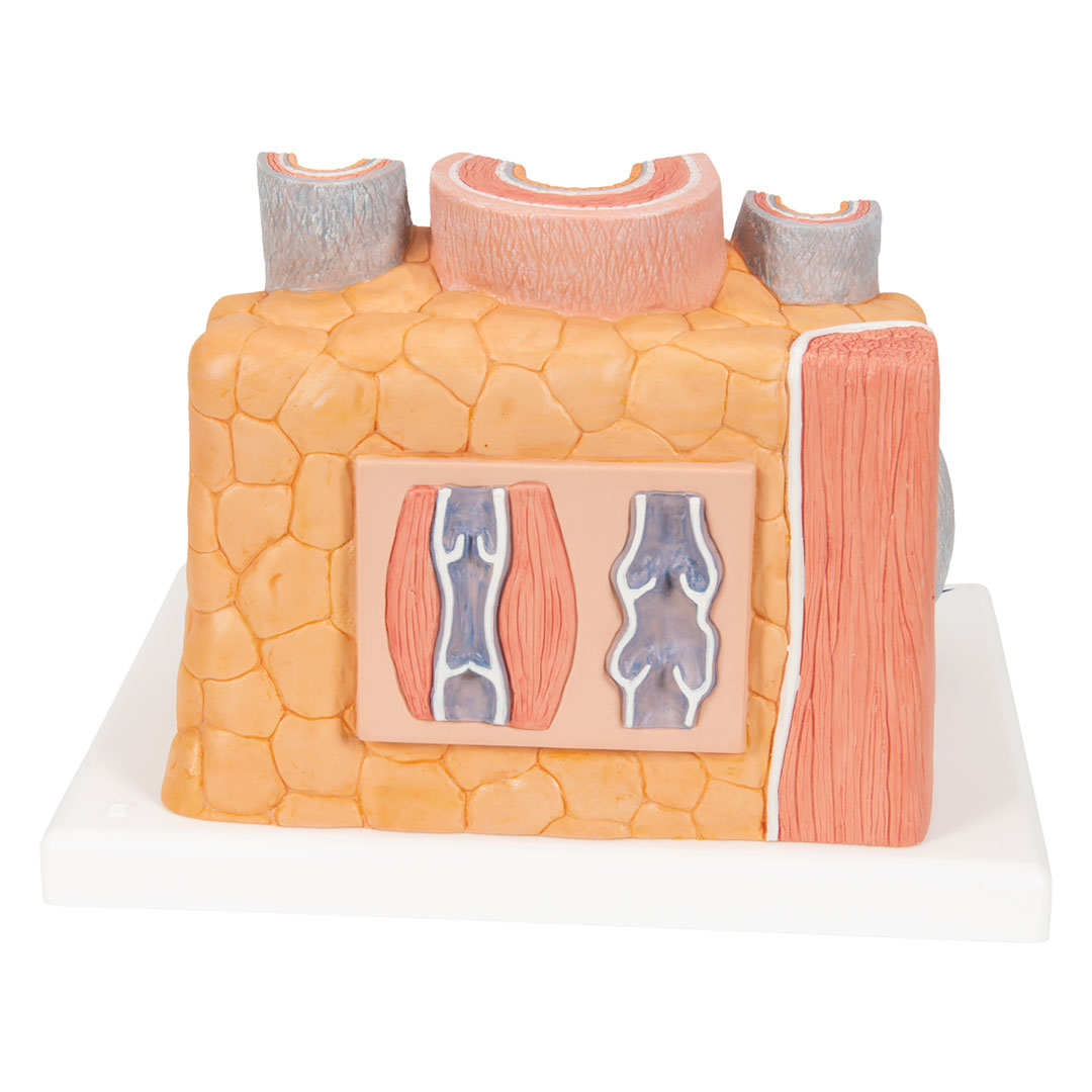 3B SCIENTIFIC Arterie und Vene (G42)