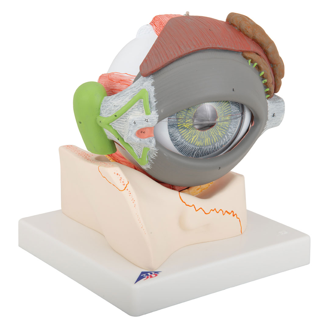 3B SCIENTIFIC Auge mit Lid, 8-tlg. (F12)