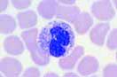 Mikropräparateserie: Histologie Blut, 10 Präparate