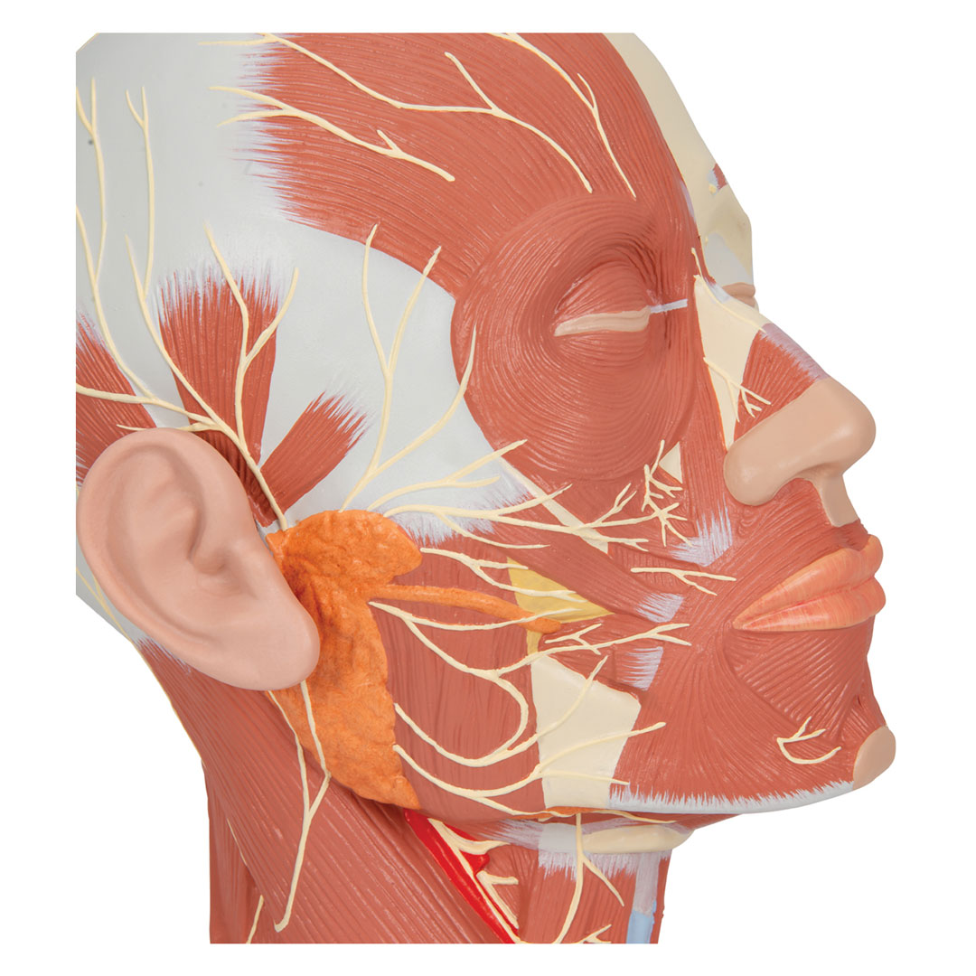 3B SCIENTIFIC Kupfmuskulatur mit Nerven (VB129)
