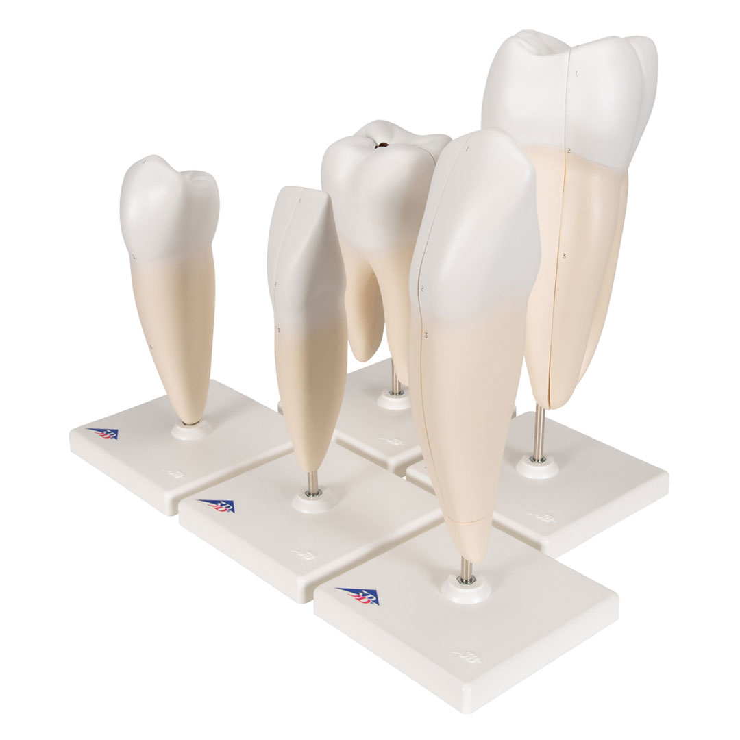 3B SCIENTIFIC Zahnmodellserie, 5 Modelle