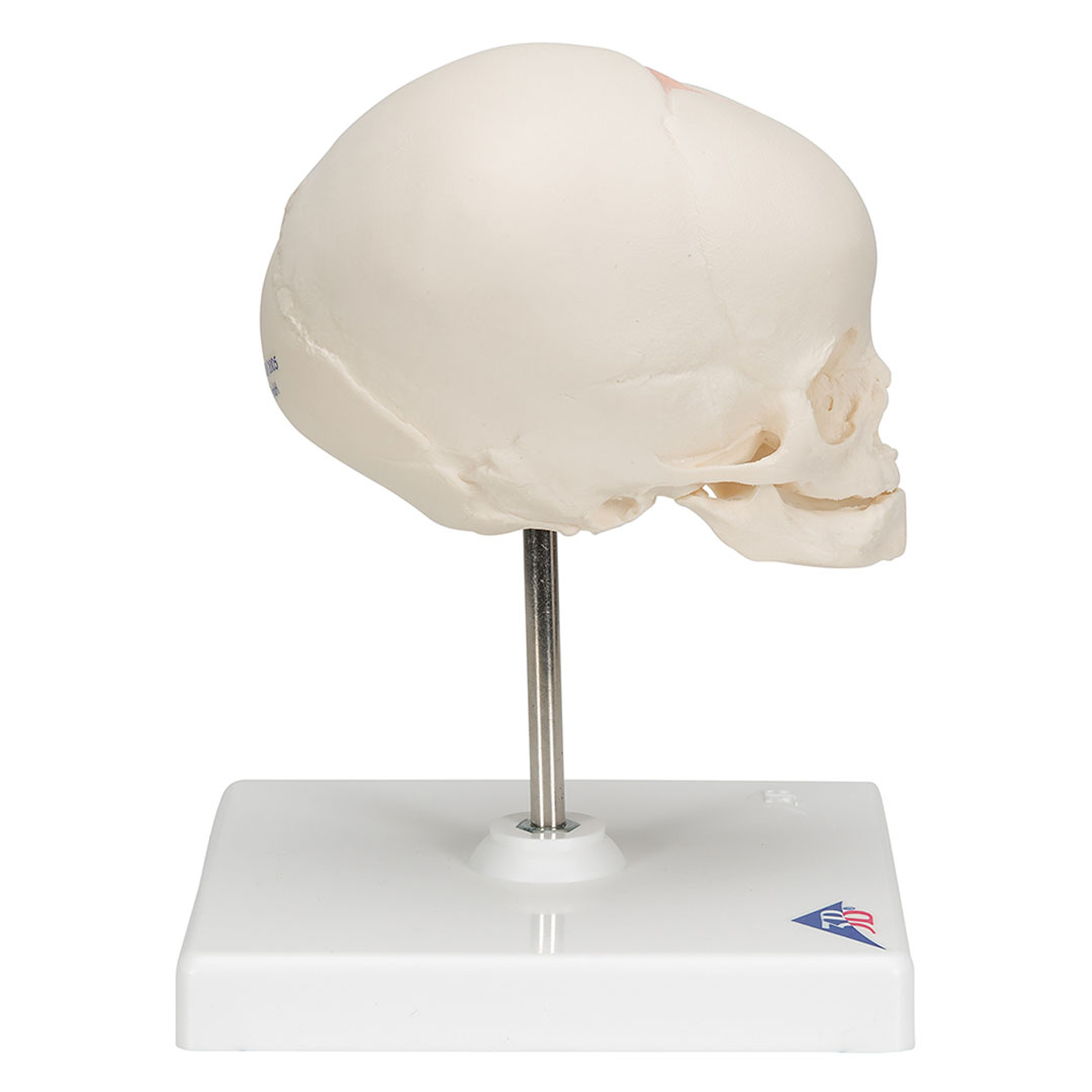 3B SCIENTIFIC Fetus-Schädel auf Stativ (A26)