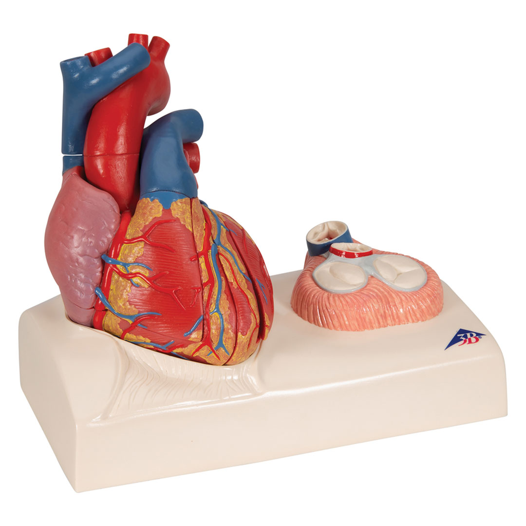 3B SCIENTIFIC Herzmodell in Lebensgröße , 5-teilig mit magnetischen Verbindungen