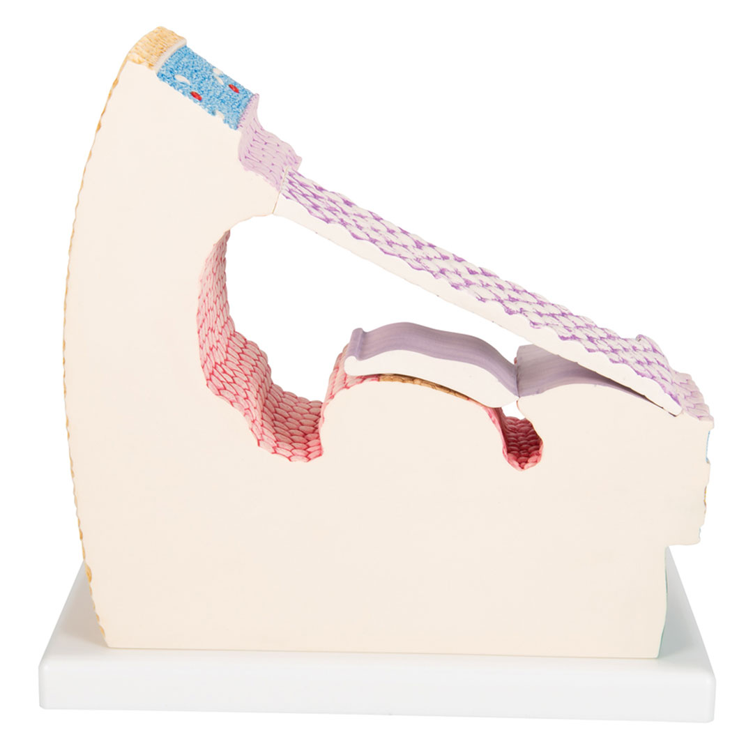 3B SCIENTIFIC Cortisches Organ (E14), 26x19x26cm