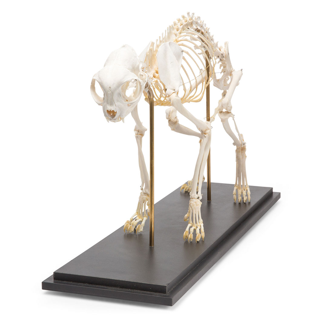3B SCIENTIFIC Katzen Skelett auf Sockel
