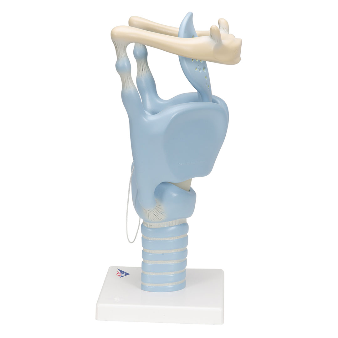 3B SCIENTIFIC Kehlkopf, Funktionsmodell, 3 fache Gr. (VC219)