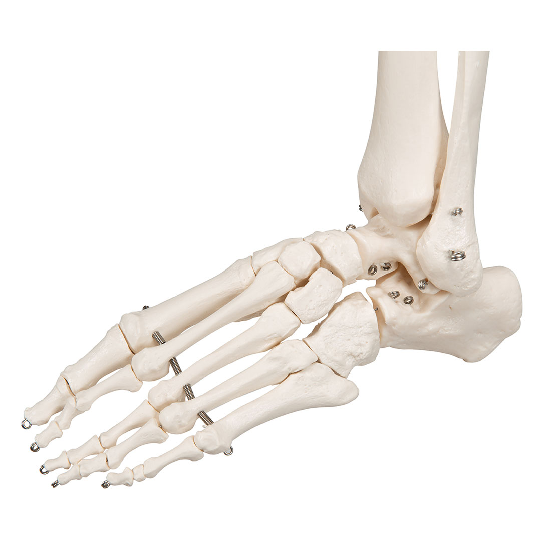 3B SCIENTIFIC Skelett Stan, Standard mit 5-Rollenstativ (A10)