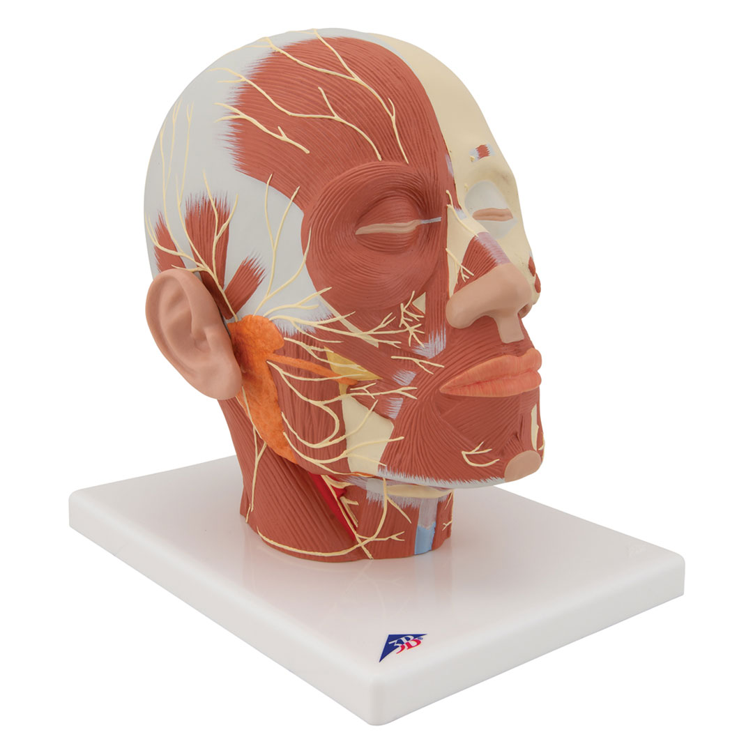 3B SCIENTIFIC Kupfmuskulatur mit Nerven (VB129)