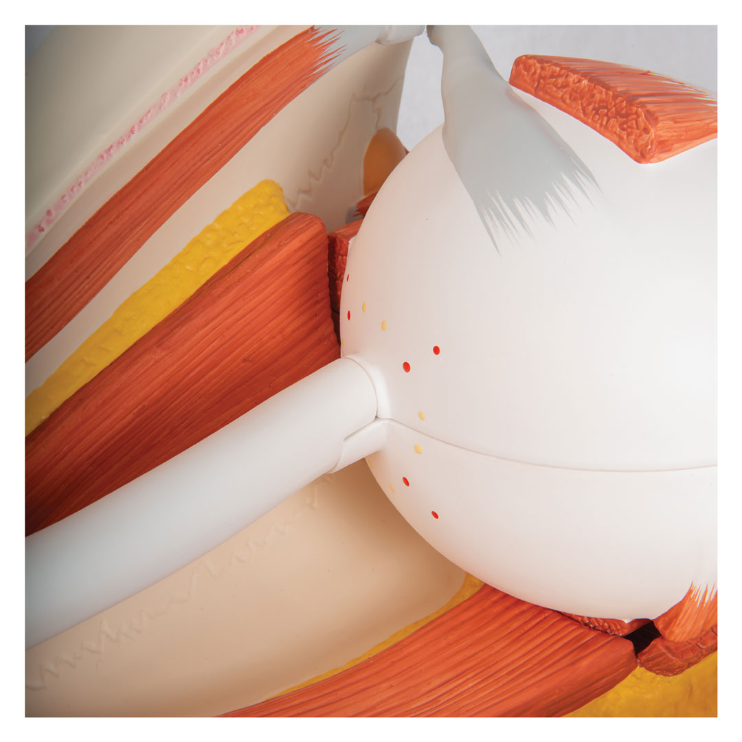 3B SCIENTIFIC Auge in Augenhöhle 11-tlg. (VJ500A)