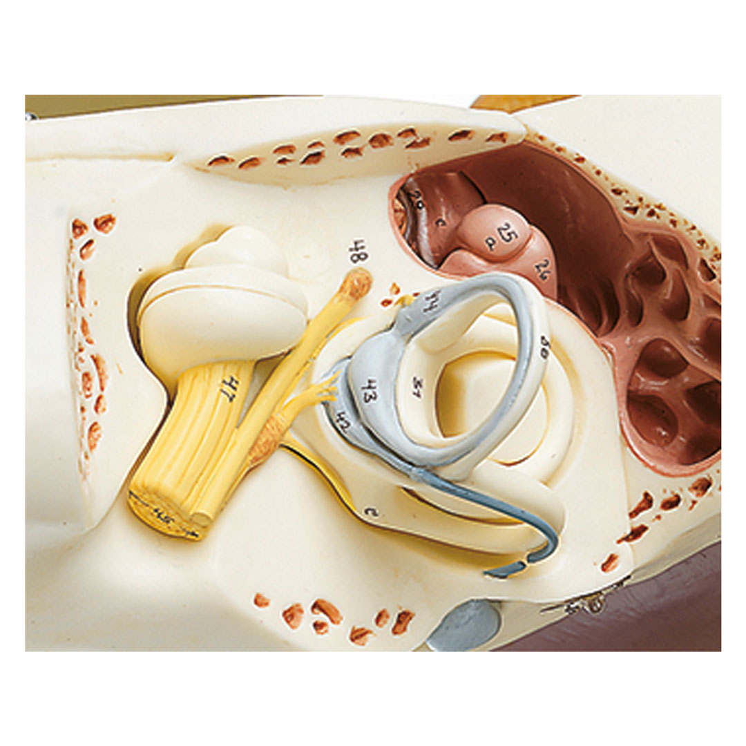 SOMSO® Gehörorgan mit Ohrmuschel, 4-fach