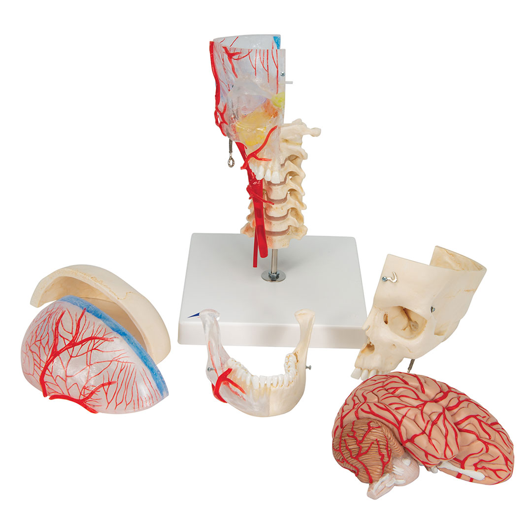 3B SCIENTIFIC Schädel BONElike  7-teilig (A283)