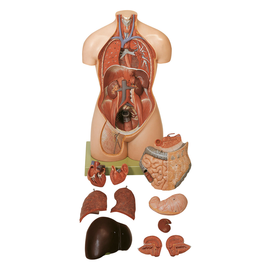 SOMSO® Torso ohne Kopf,weiblich, 11-teilig