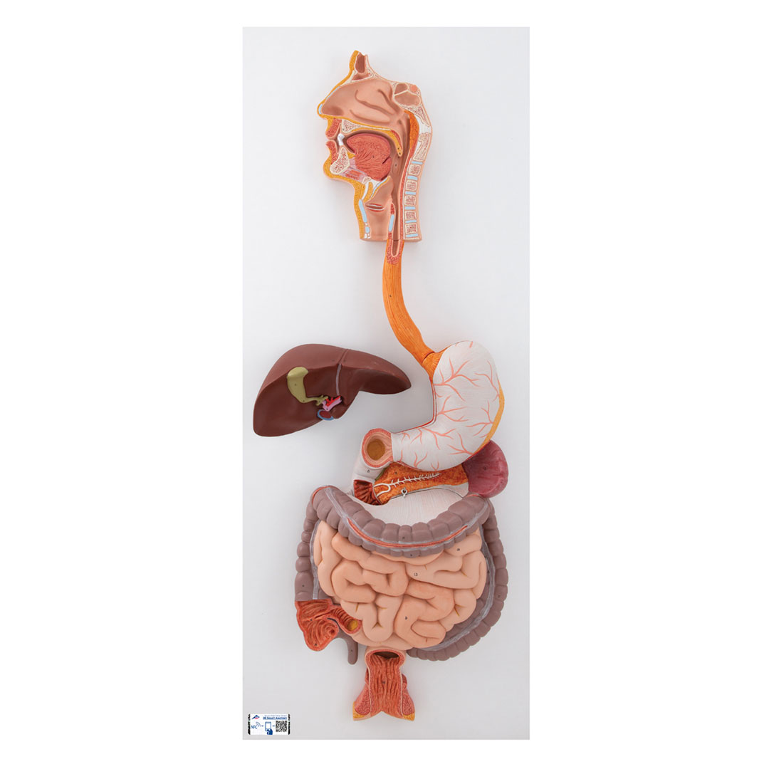 3B SCIENTIFIC Verdauungsapparat, 3-tlg. (K21)