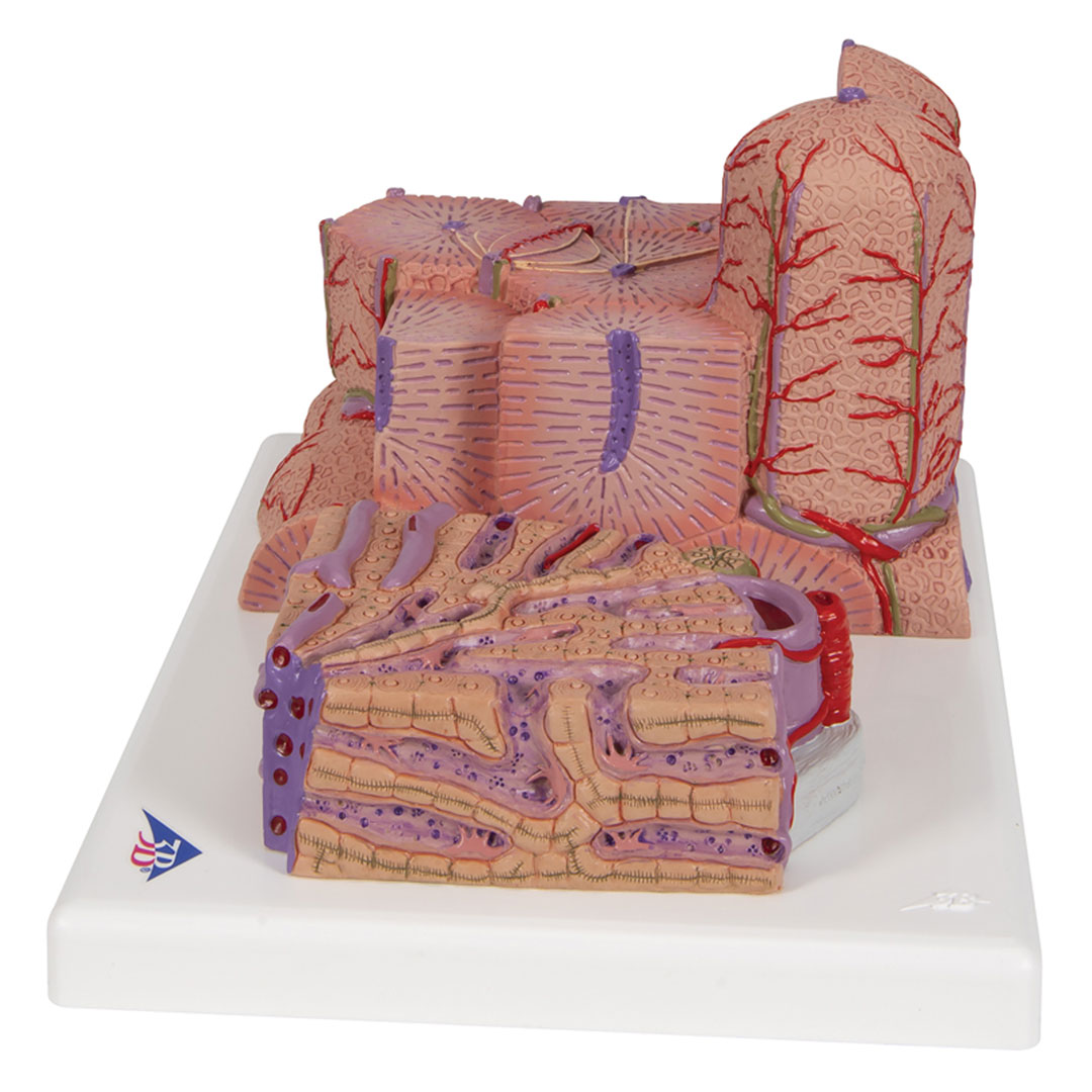 3B SCIENTIFIC Leber, MICROanatomy (K24)