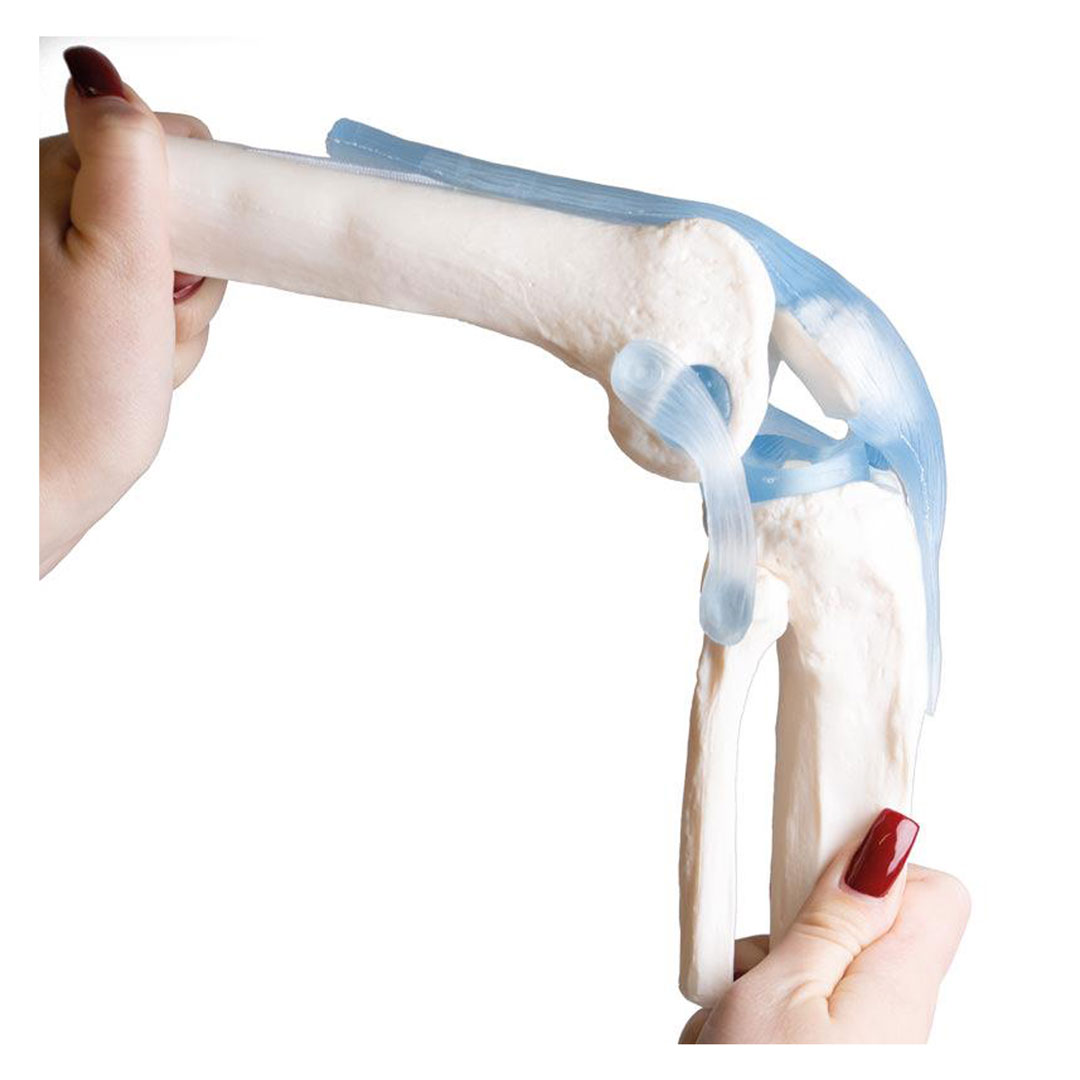 ERLER ZIMMER Kniegelenk auf Stativ mit Stümpfen