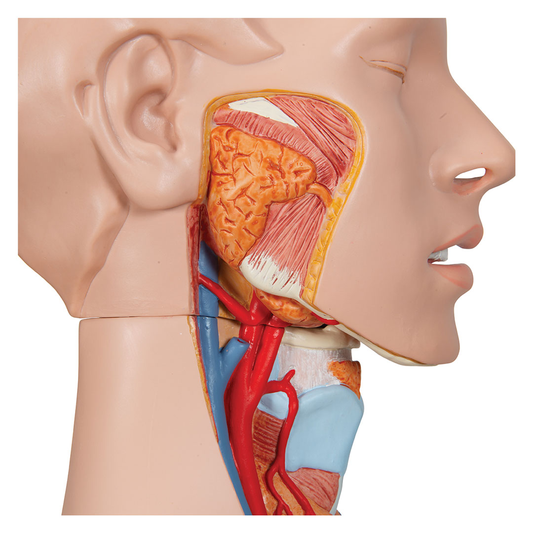 3B SCIENTIFIC Torso m.Kopf, 2-geschlechtlich, 28 T. (B35)