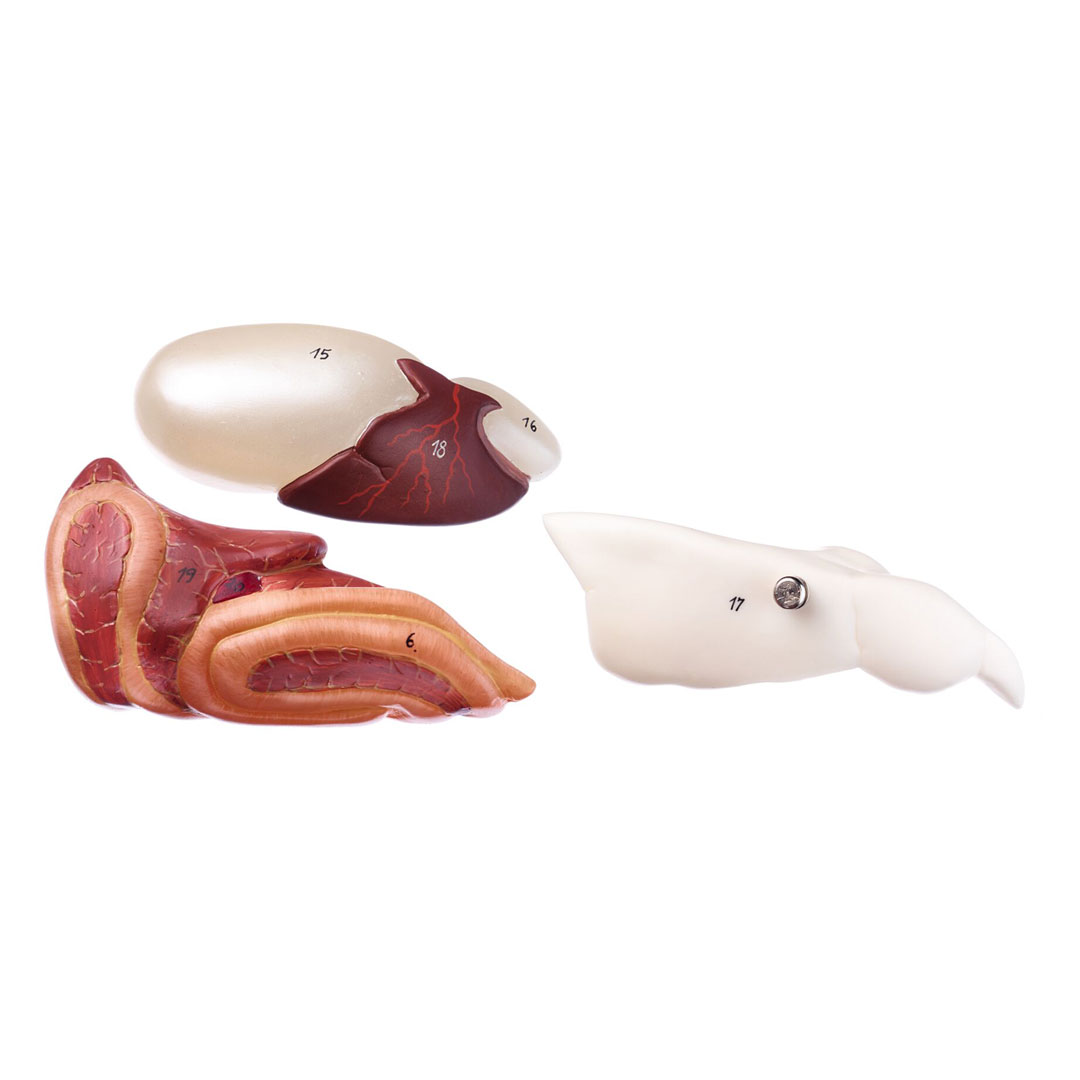 SOMSO® Knochenfisch, Anatomie