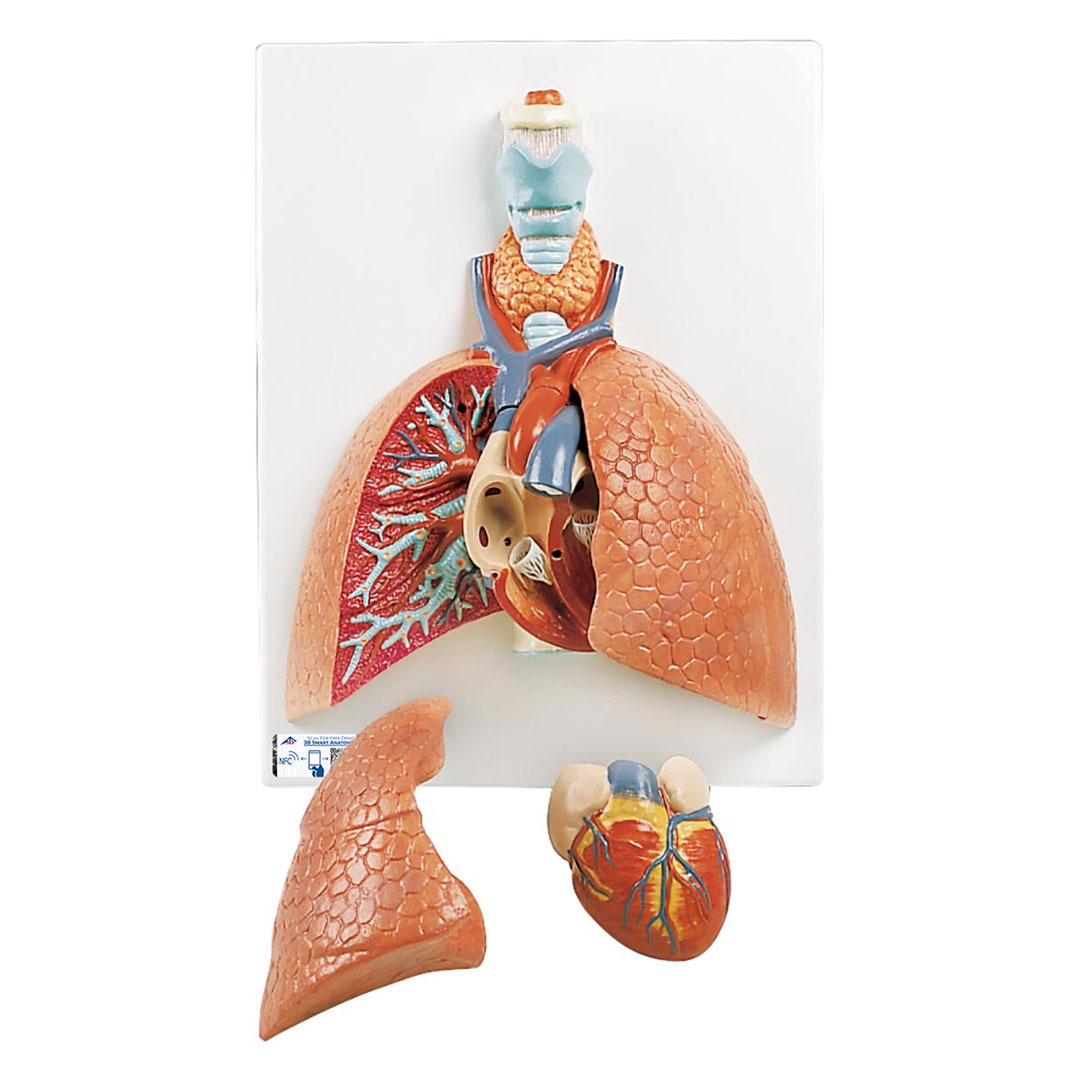 3B SCIENTIFIC Lunge, 5-tlg. (VC243)